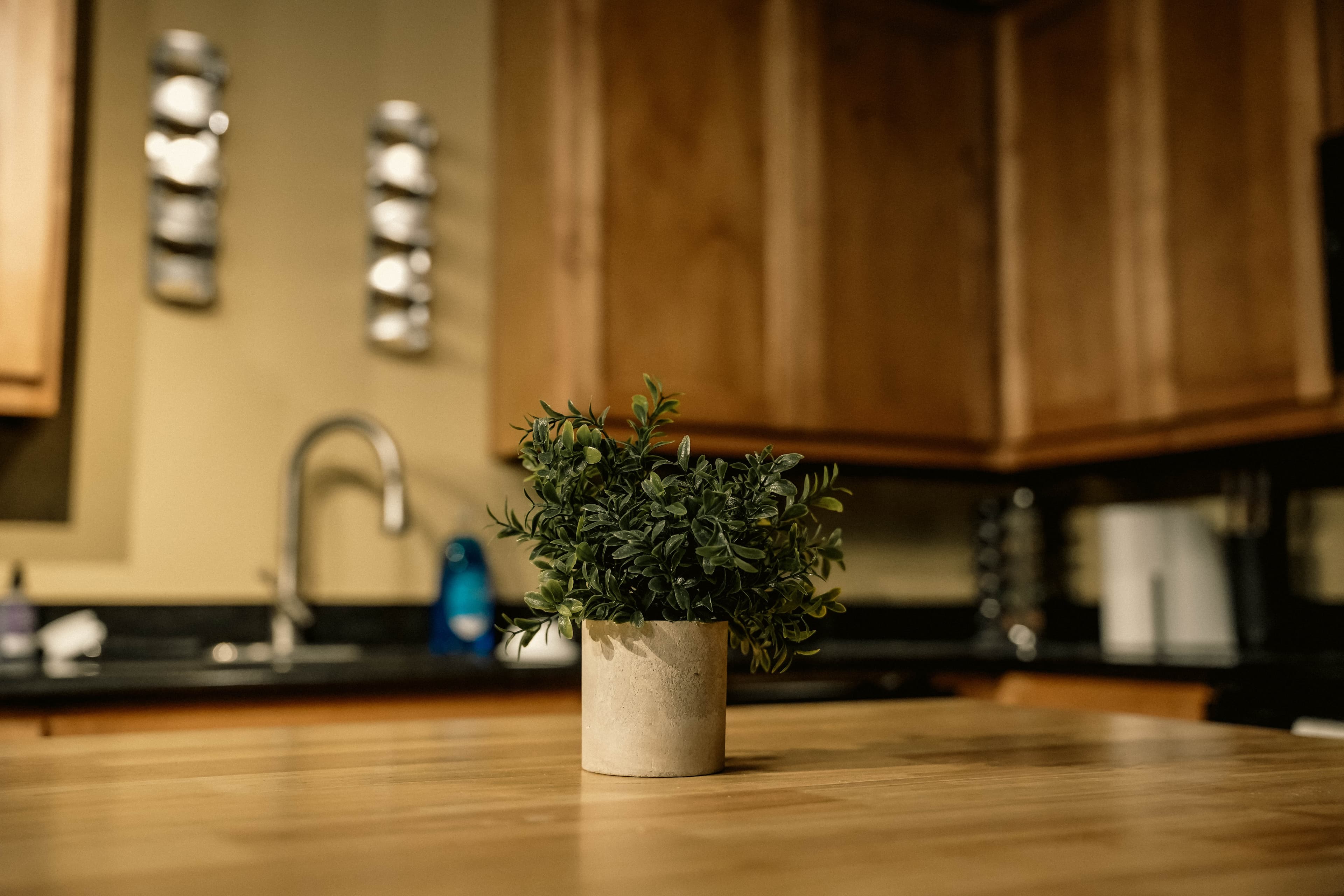 Closeup of a small potted plant on a wooden kitchen island with warm wood cabinets, a sink, and steel spice racks blurred in the background.